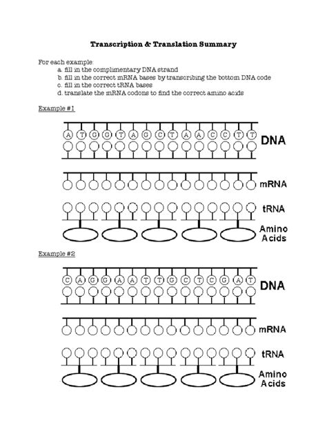 15 Best Images of Printable Genetics Worksheets - Transcription and